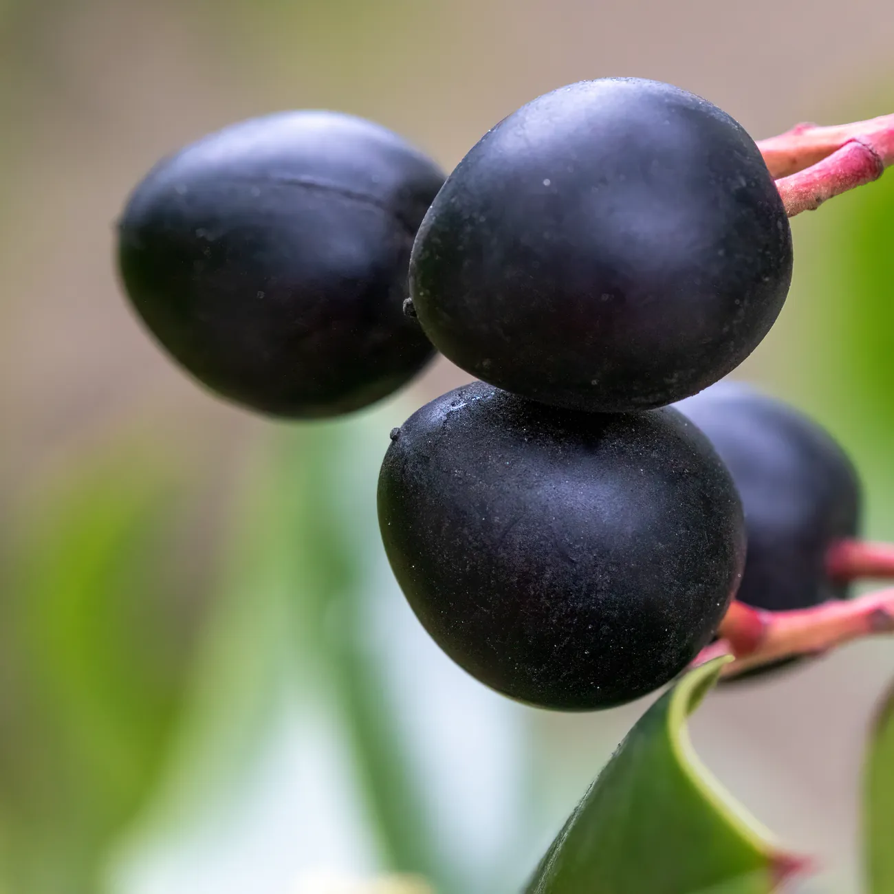 Vezelrijke maaltijd voor een gezonde darmflora